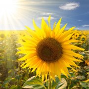 意大利戶(hù)外品牌防曬霜(意大利戶(hù)外品牌防曬霜推薦)