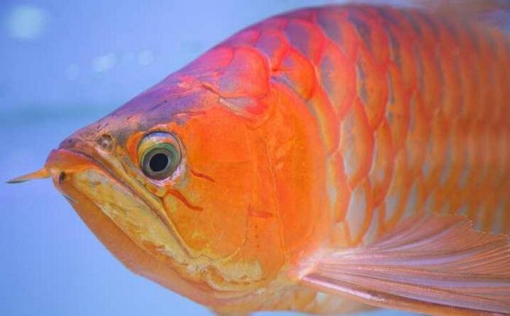 新加坡流行龍魚(yú)整形：把魚(yú)敲暈再提眼角、墊下巴，買家愿出高價(jià)