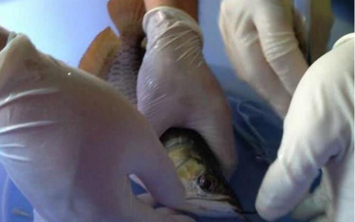 新加坡流行龍魚(yú)整形：把魚(yú)敲暈再提眼角、墊下巴，買家愿出高價(jià)