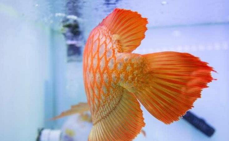 新加坡流行龍魚(yú)整形：把魚(yú)敲暈再提眼角、墊下巴，買家愿出高價(jià)