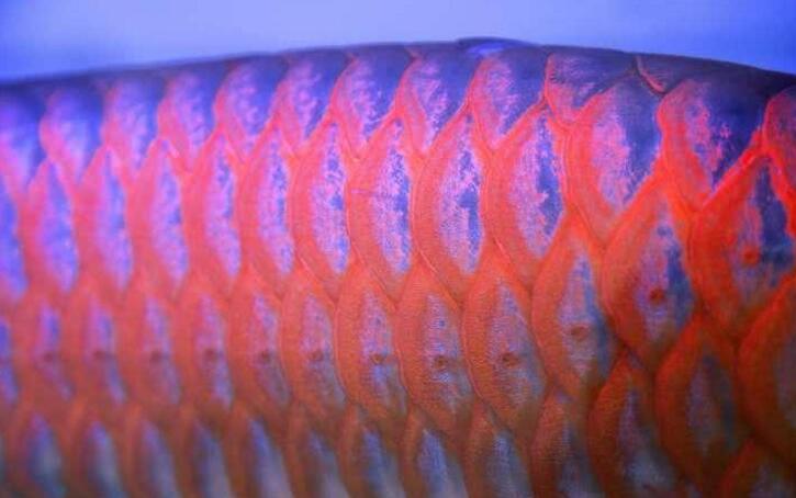 新加坡流行龍魚(yú)整形：把魚(yú)敲暈再提眼角、墊下巴，買家愿出高價(jià)