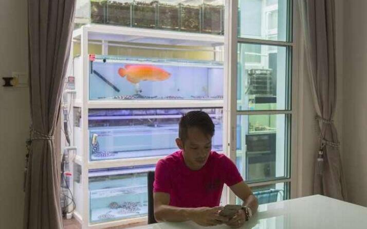 新加坡流行龍魚(yú)整形：把魚(yú)敲暈再提眼角、墊下巴，買家愿出高價(jià)