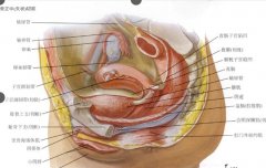 女生私密整形多少錢(私密整容得花多少錢)