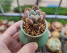 夢(mèng)露品牌防曬霜好用嗎怎么樣(夢(mèng)妝防曬霜防水嗎)