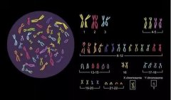 整形科陰葉整形價(jià)格多少(葉子整形美容醫(yī)院價(jià)格)