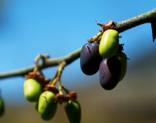 植物防曬霜品牌(防曬霜品牌大全)